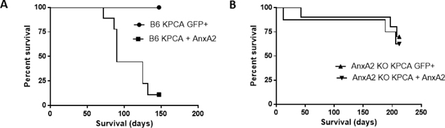 Knock-down of AnxA2 improves survival in the hemi-splenectomy KPC model.