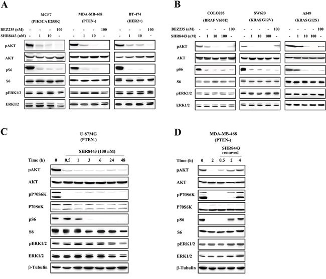 Effects of SHR8443 on PI3K/mTOR signaling in cancer cell lines with different genetic backgrounds.