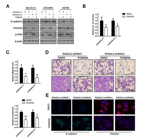 Tumor suppressor role of RASAL2 is Ras-ERK pathway-dependent.