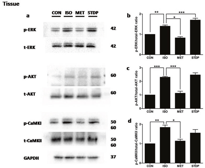 STDP enhanced ERK1/2 phosphorylation after ISO stimulation in vivo.