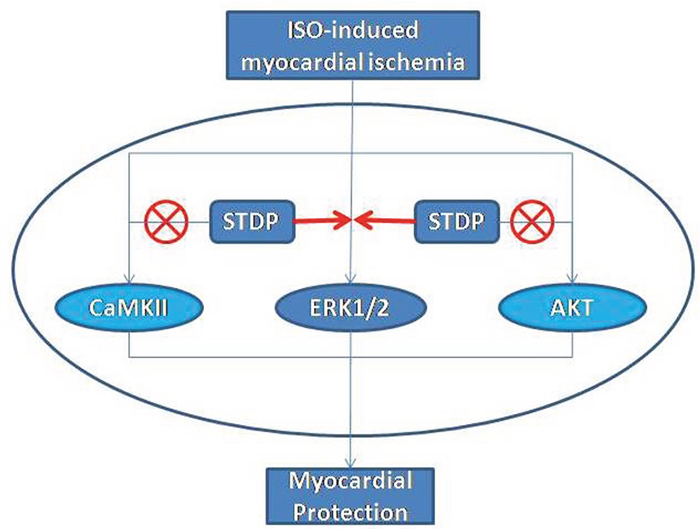 A model of pathways in the cardio-protection of STDP against ISO-induced myocardial ischemic injury.