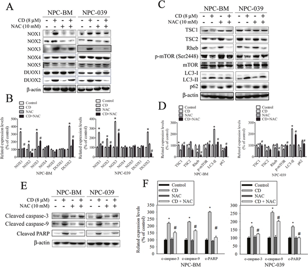 ROS is involved in CD-induced changes in expression of certain NOX/DUOX isoforms and modulation of TSC/Rheb/mTOR signaling axis to regulate autophagy and apoptosis in NPC-BM and NPC-039 cells.