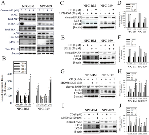 The effects of CD on activation of AKT and MAPKs in NPC-BM and NPC-039 cells.