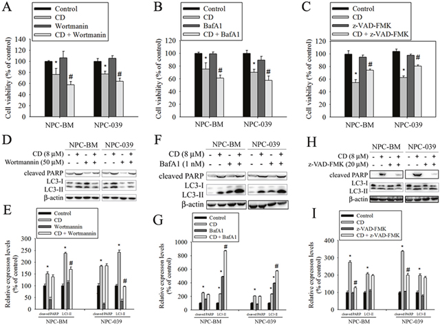 Inhibition of autophagy increased CD-induced cell death in NPC-BM and NPC-039 cells.