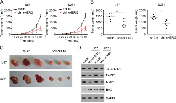 LncHERG depletion impairs tumor propagation in vivo.