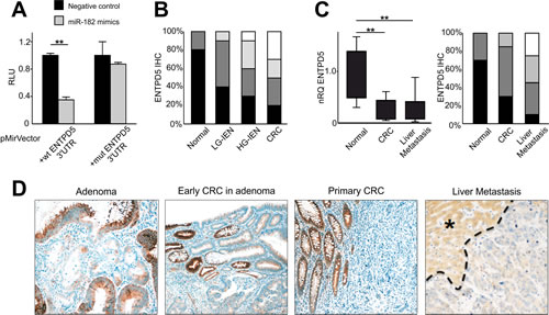 miR-182 targets ENTPD5 during colon carcinogenesis.