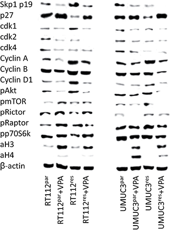 Protein expression profile of cell cycle regulating and targeted proteins in parental and temsirolimus-resistant RT112 (left) and UMUC-3 (right) cells after 3 days exposure to VPA [1 mmol/ml] and untreated controls.