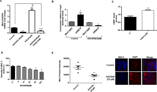 MUC2 production is modulated by PGE2-mediated cAMP/PKA/CREB pathway activation in vitro.