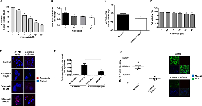 Celecoxib inhibits MUC2 production in vitro via GPCR/cAMP/PKA/CREB pathway.