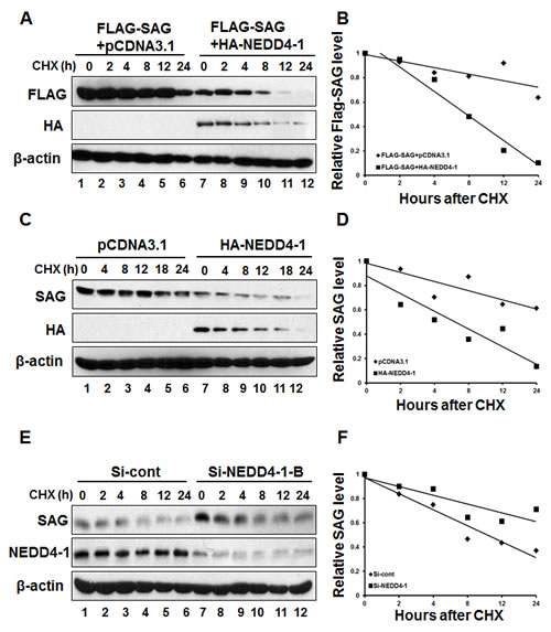 NEDD4-1 shortens the half-life of SAG protein.