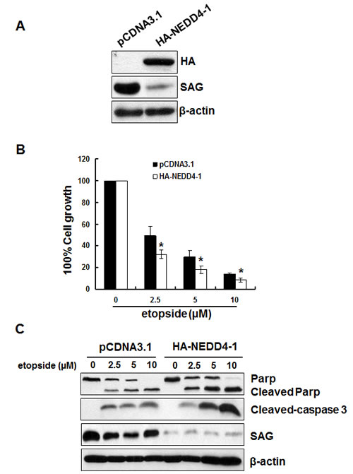 Overexpression of HA-NEDD4-1 sensitizes lung cancer cells to etoposide-induced apoptosis.