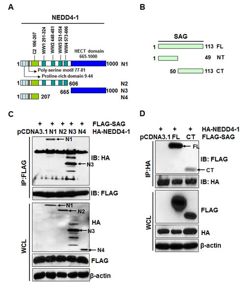 NEDD4-1 interacts with SAG-CT via its HECT domain.