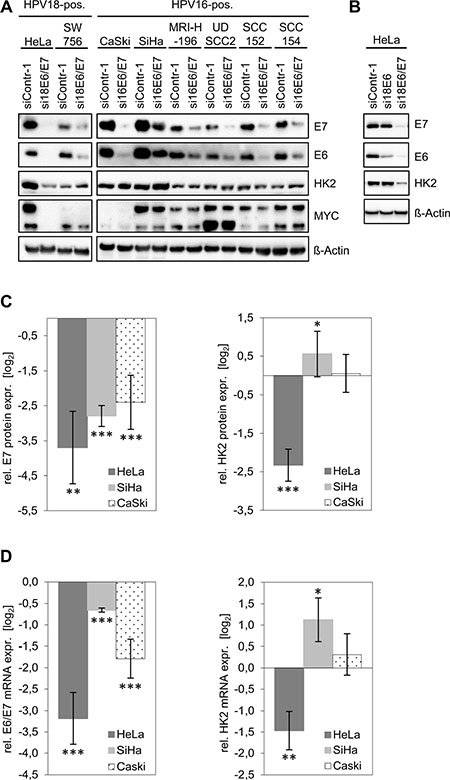 HK2 and MYC levels in HPV-positive cancer cells upon silencing of endogenous E6/E7 expression.