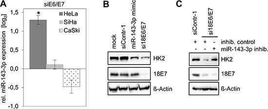 HK2 levels in HeLa cells depend on E6/E7-linked repression of miR-143-3p expression.