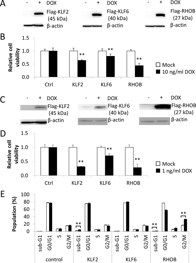 KLF2, KLF6, and RHOB promoted viability reduction.