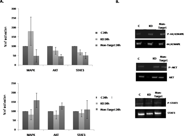 Effect of the Dnmt3b-KD on the cell signaling pathways activation in NLBs cultures.