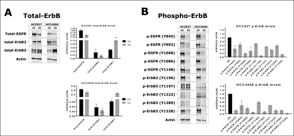 Expression and phosphorylation of ErbB family members in 2D and 3D cultures.