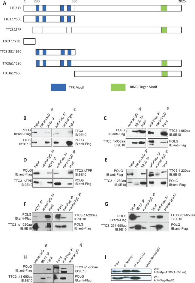 TTC3 proteins interact with POLG and Hsp70.