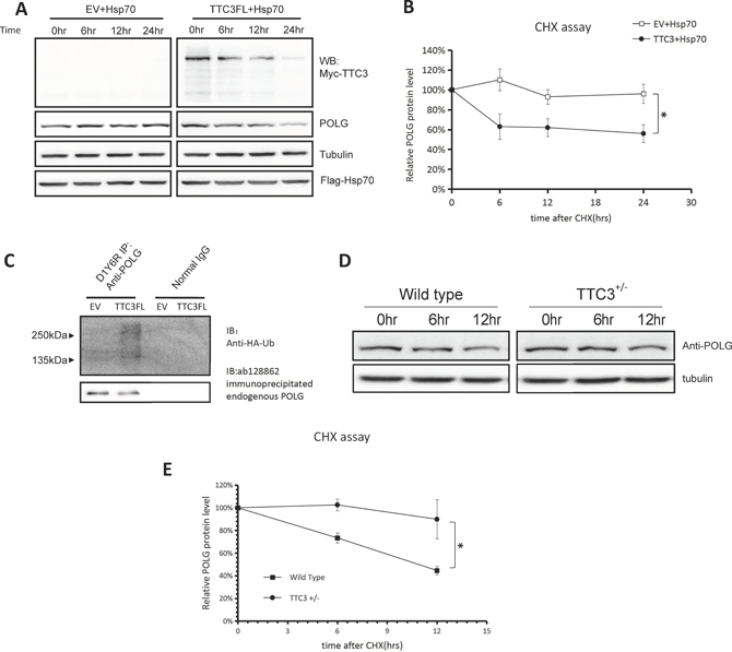 TTC3 facilitates POLG degradation in the presence of co-transfected Hsp70.