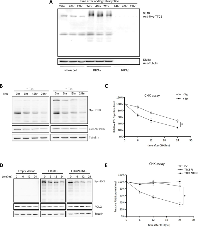 Soluble TTC3 facilitates POLG degradation.