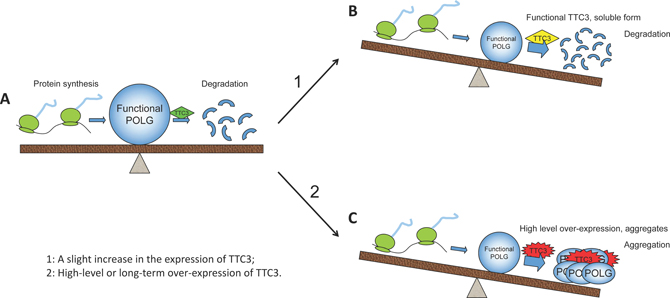 Effects of TTC3 overexpression on functional POLG.