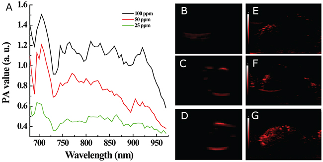 In vitro and in vivo photoacoustic imaging.