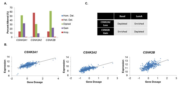 CK2 Subunit Expression Is Differentially Elevated in Human Breast Cancers.