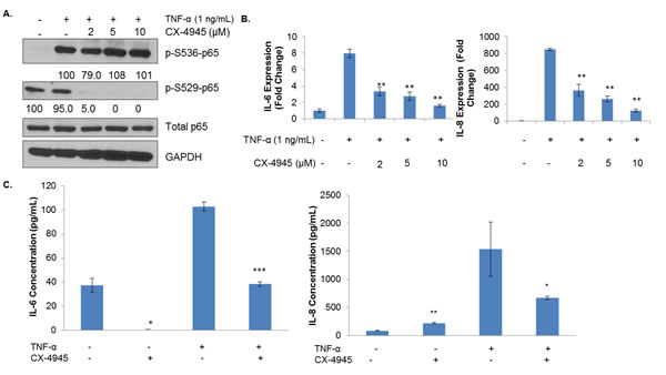 CK2 Inhibition Affects the Phosphorylation State and Transcriptional Capacity of TNF-&#x3b1;-induced NF-&#x3ba;B.