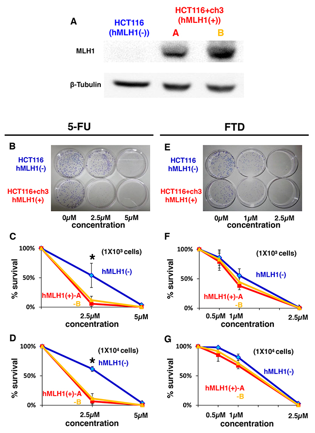 Sensitivity of MMR-deficient cells to FTD treatment is the same as that of MMR-proficient cells despite MMR-deficient cells being resistant to 5-FU.
