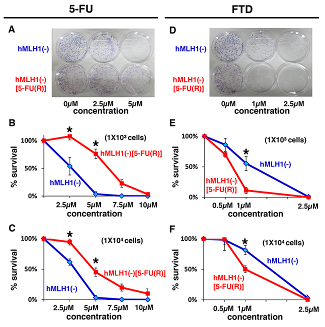 MMR-deficient cells that are refractory to 5-FU are sensitive to FTD.