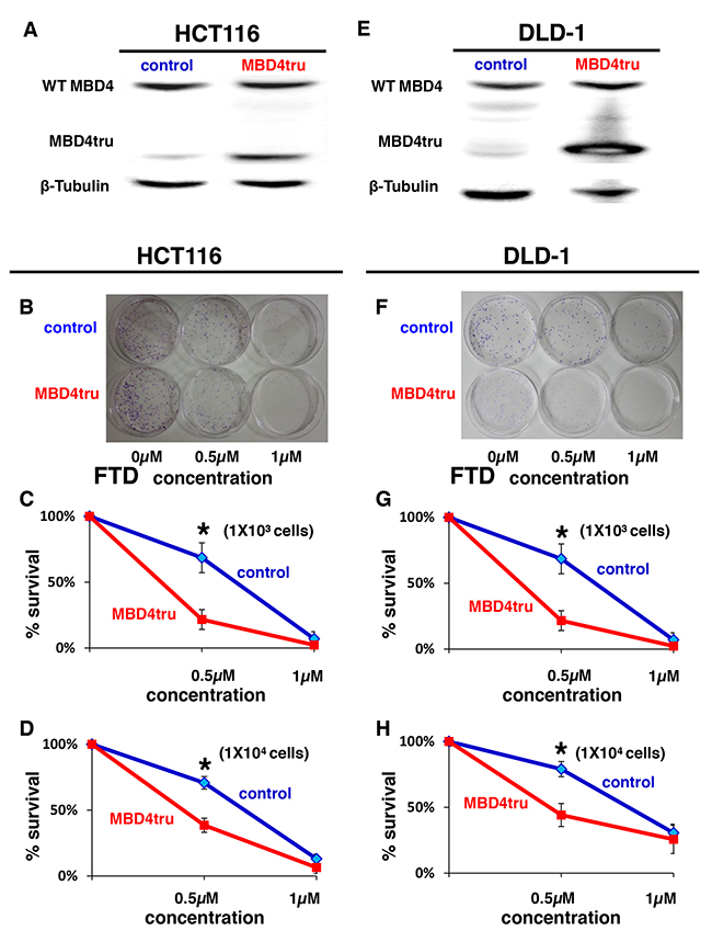 MBD4 frameshift mutation caused by MSI enhances FTD cytotoxicity.