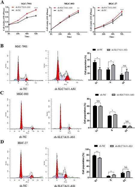 SLC7A11-AS1 low expression promotes gastric cancer cells proliferation and causes G1/S progress.