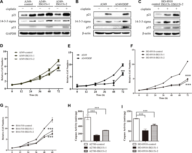 ISG15 knockdown induced cell cycle arrest.