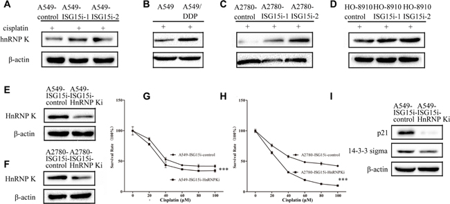 ISG15 silencing upregulated HnRNP K to enhance cisplatin resistance in ISG15 knockdown cells.