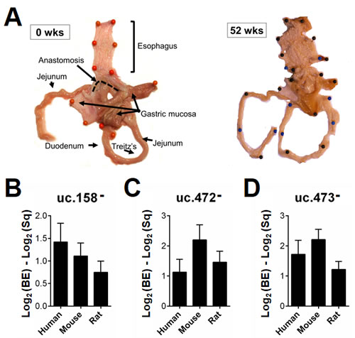 T-UCR dysregulation is comparable in human disease and murine models.