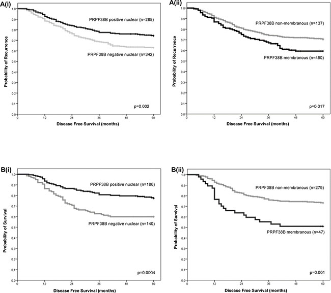Relationships between nuclear and membranous PRPF38B expression and clinical outcome in patients with ER-negative breast cancer and patients with ER-negative breast cancer who have received chemotherapy rather than trastuzumab.