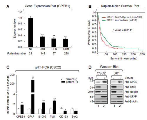 CPEB1 expression is inversely correlated with glioma stemness and overall survival of glioma patients.