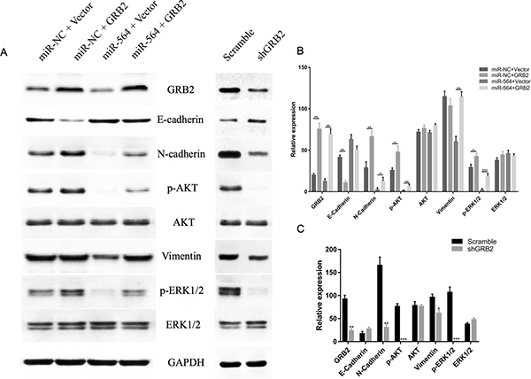 miR-564 regulates signaling pathways downstream of GRB2.