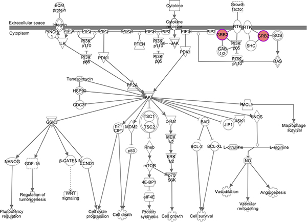 The GRB2 signaling pathway.
