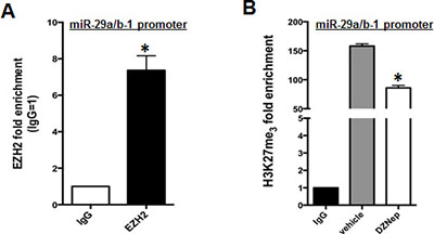 EZH2 binds miR-29a/b-1 promoter and regulates its H3K27me3.