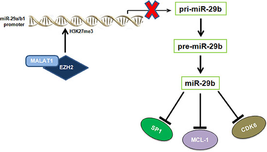 Graphic overview of the inhibitory effect played by EZH2 and MALAT1 on miR-29b expression.