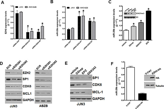 Inhibitory effect of EZH2 on miR-29b expression.