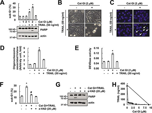 Cathepsin G inhibitor (Cat GI) sensitizes Caki cells to TRAIL-induced apoptosis.