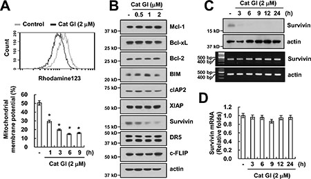 Cat GI induces mitochondria membrane permeability and down-regulation of survivin expression.