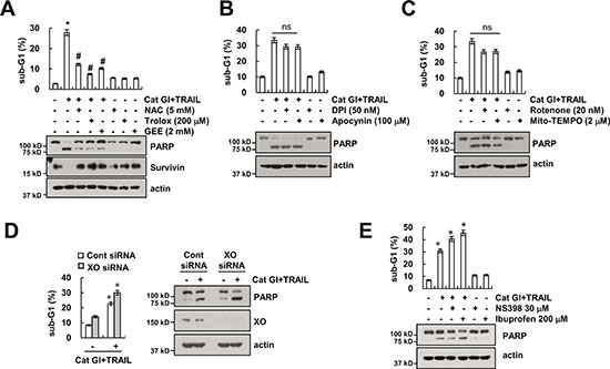 Cat GI plus TRAIL-induced apoptosis is dependent of ROS signaling in Caki cells.