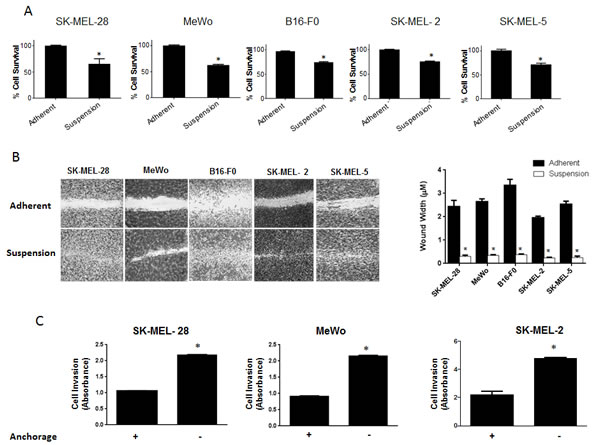 Significant population of melanoma cells resist anoikis in anchorage independent conditions.