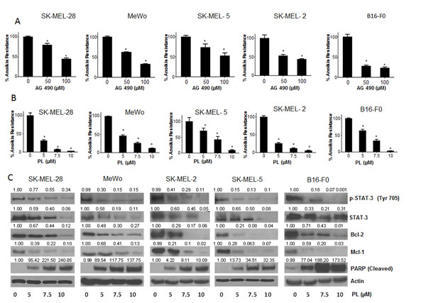 STAT3 inhibitors induce anoikis in cancer cells.