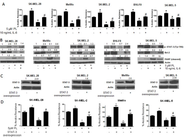 IL-6 and STAT3 over-expression enhances anoikis resistance in cancer cells and reverses anoikis sensitization by PL.