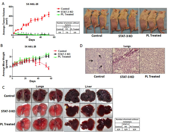 STAT3 deficient cells failed to form tumor