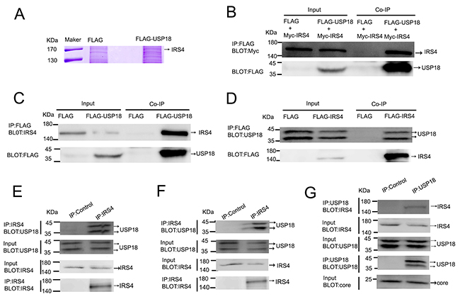 USP18 interacted with IRS4.